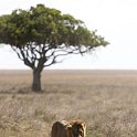 TZA SHI SerengetiNP 2016DEC24 NamiriPlains 011 : 2016, 2016 - African Adventures, Africa, Date, December, Eastern, Month, Namiri Plains, Places, Serengeti National Park, Shinyanga, Tanzania, Trips, Year